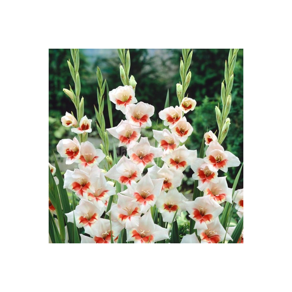 Gladiol Japonica - Gladiolus - prodej cibulovin - 3 ks