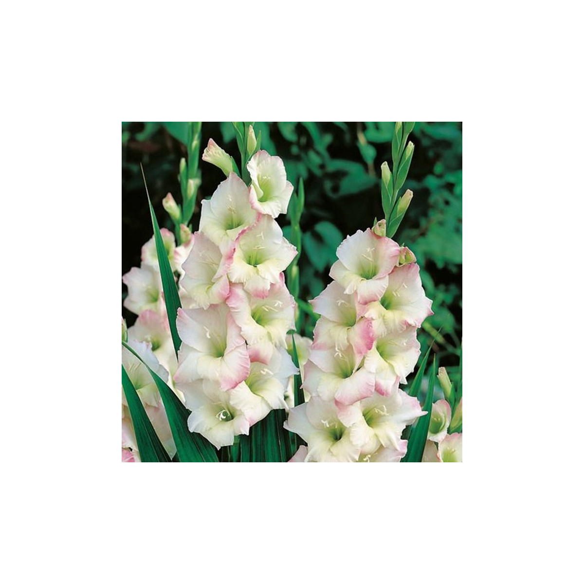 Gladiol Cream Perfection - Gladiolus - prodej cibulovin - 3 ks