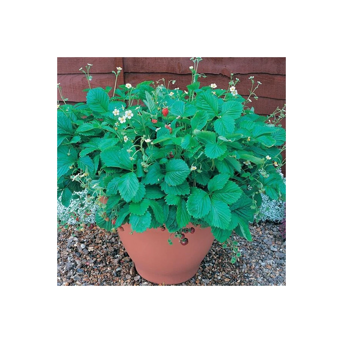 Jahodník lesní Mignonette - Fragaria vesca - prodej semen - 15 ks