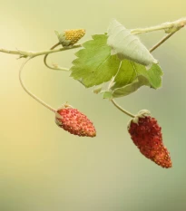 Jahodník lesní Mignonette - Fragaria vesca - prodej semen - 15 ks