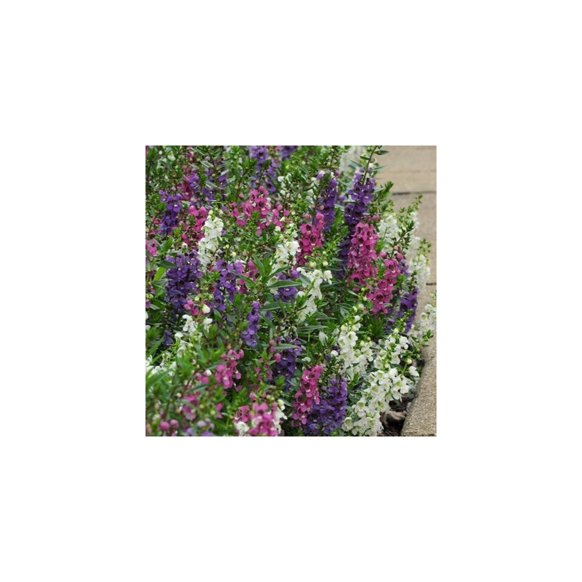 Angelonie směs barev - Angelonia angustifolia - prodej semen - 6 ks