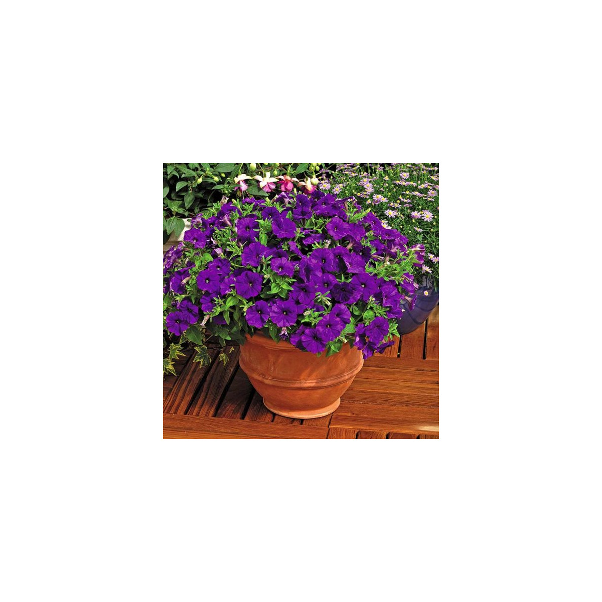 Petúnie Picobella modrá F1 - Petunia mill. - prodej semen - 15 ks