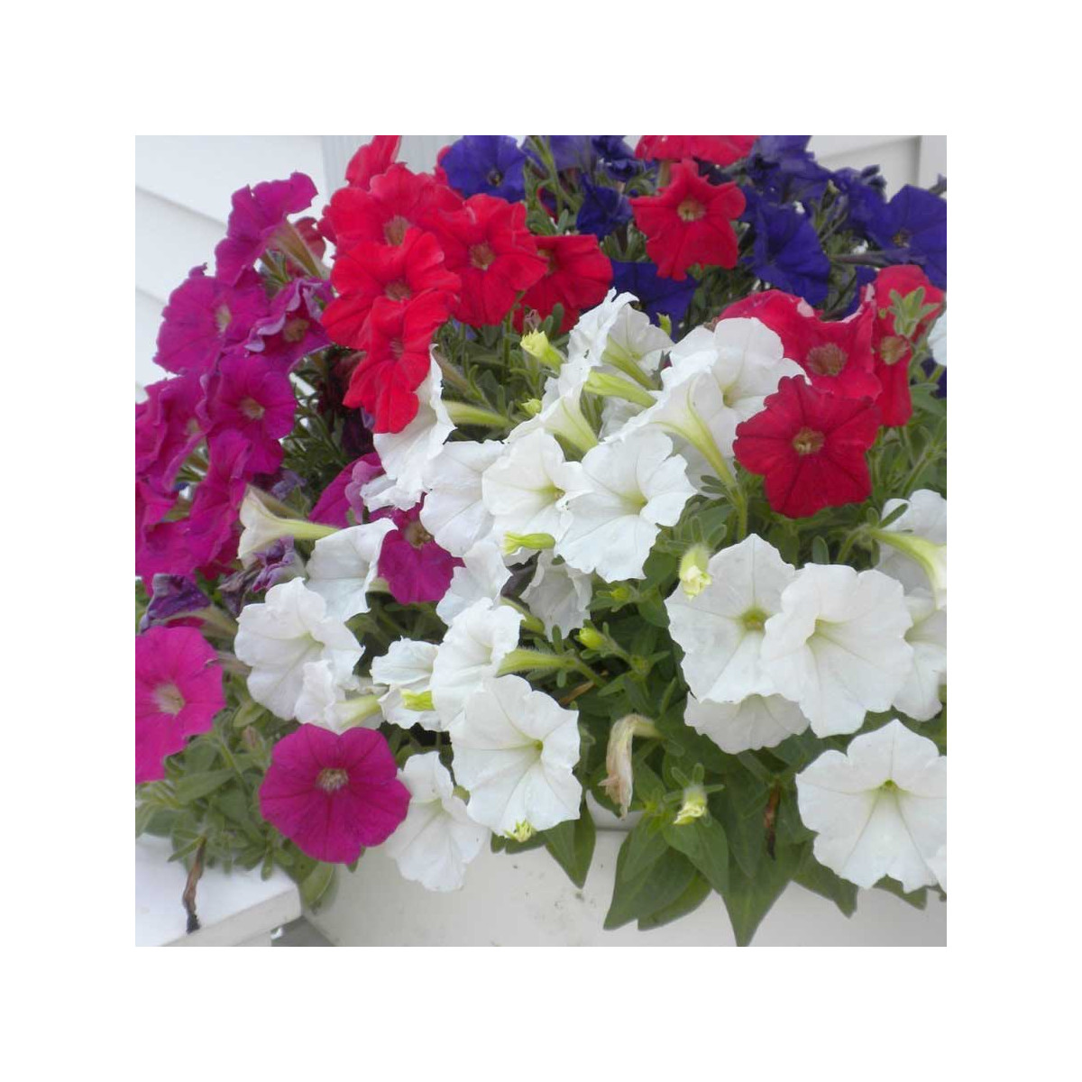 Petúnie Picobella směs barev F1 - Petunia mill. - prodej semen - 15 ks