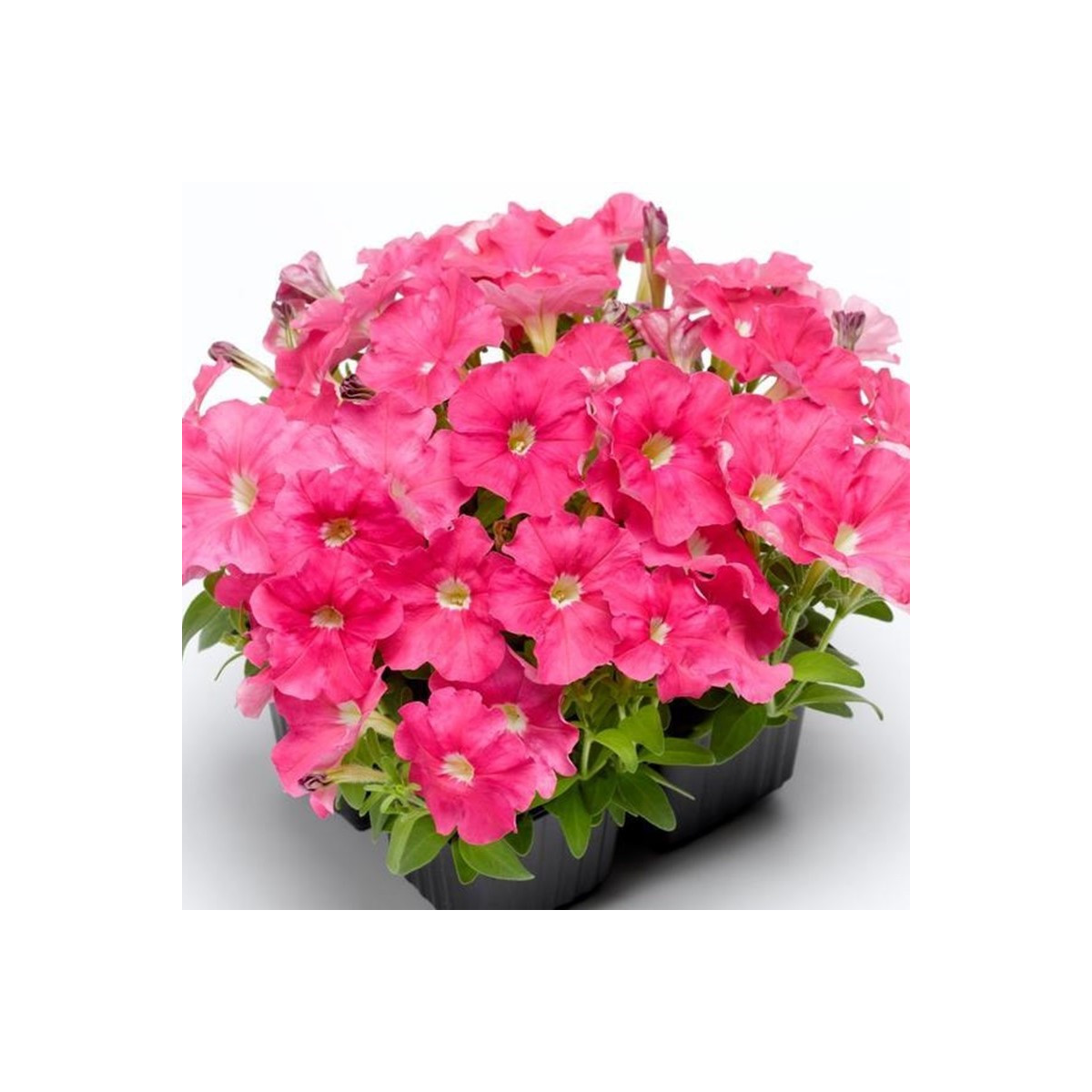 Petúnie Picobella růžová F1 - Petunia mill. - prodej semen - 15 ks