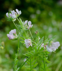 Zelené hnojení Serradella - prodej semen - 400 g