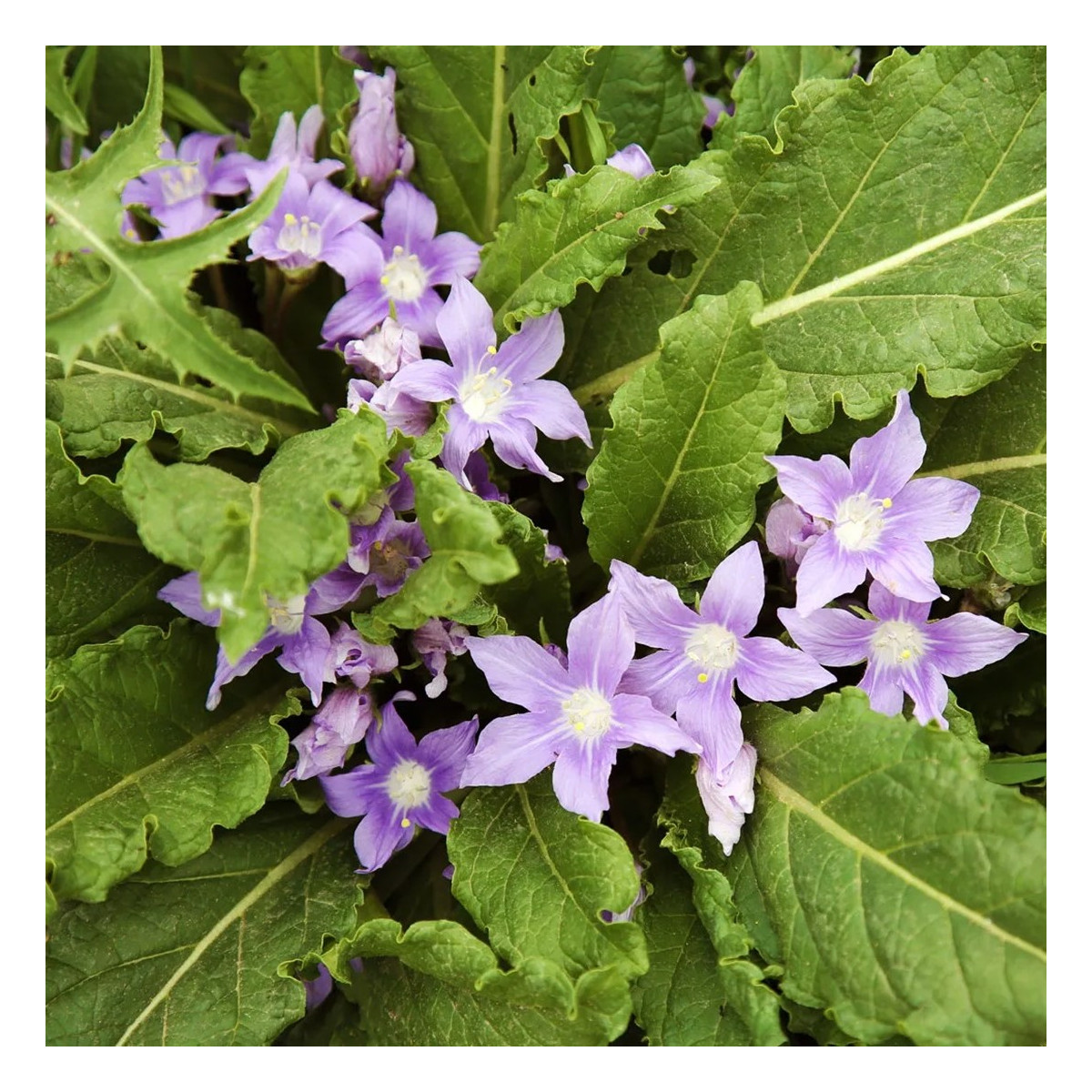 Mandragora lékařská - Mandragora officinalis - prodej semen - 6 ks