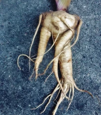 Mandragora lékařská - Mandragora officinalis - prodej semen - 6 ks