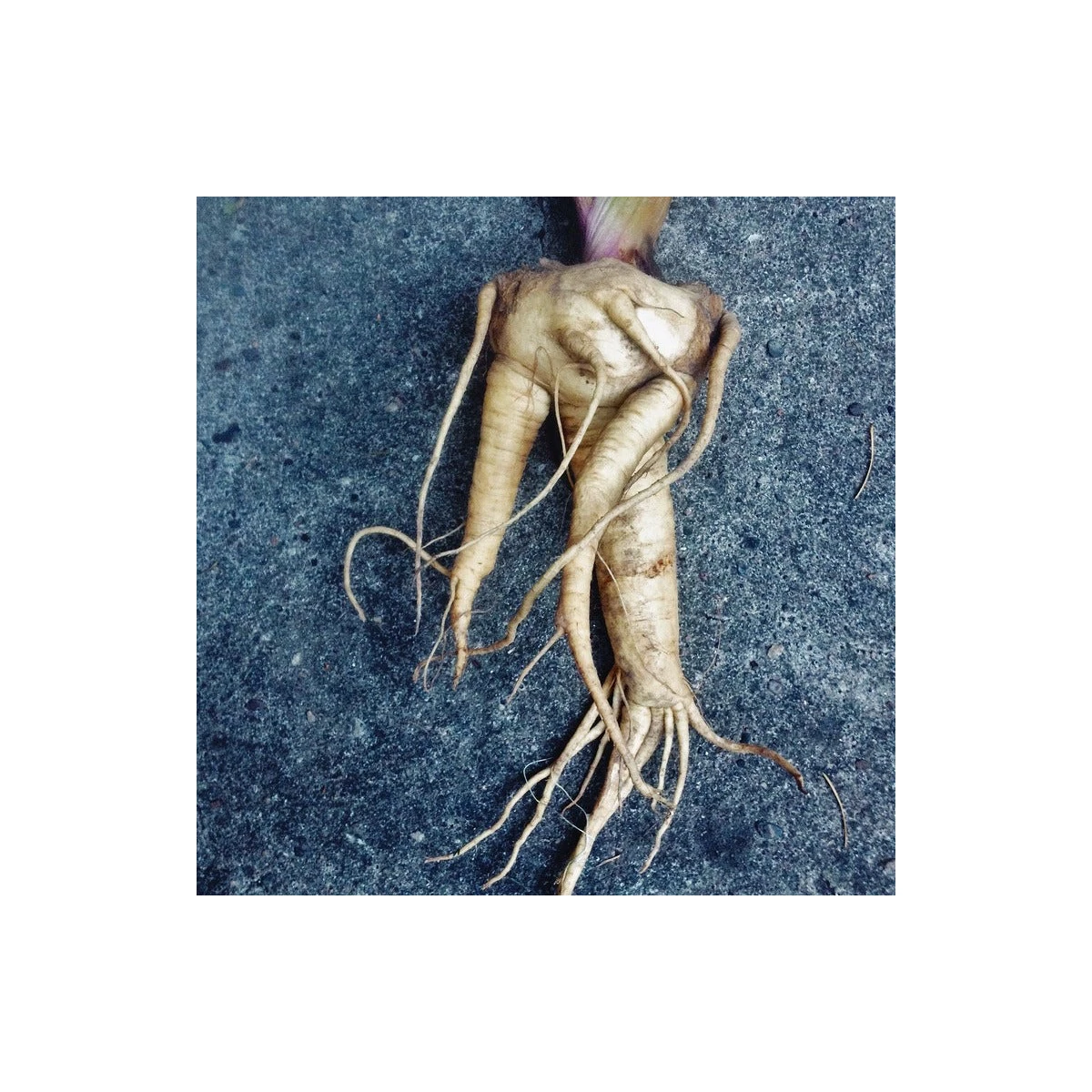 Mandragora lékařská - Mandragora officinalis - prodej semen - 6 ks