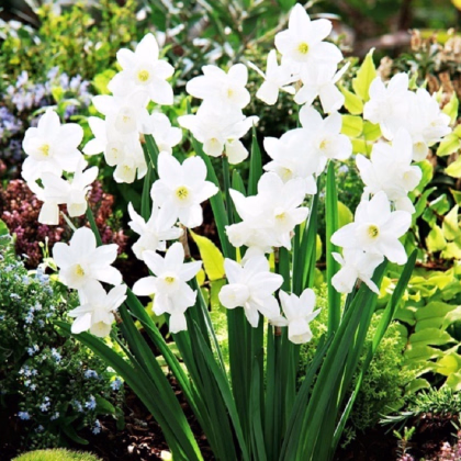Narcis Silver Bouquet - Narcissus - prodej cibulovin - 3 ks