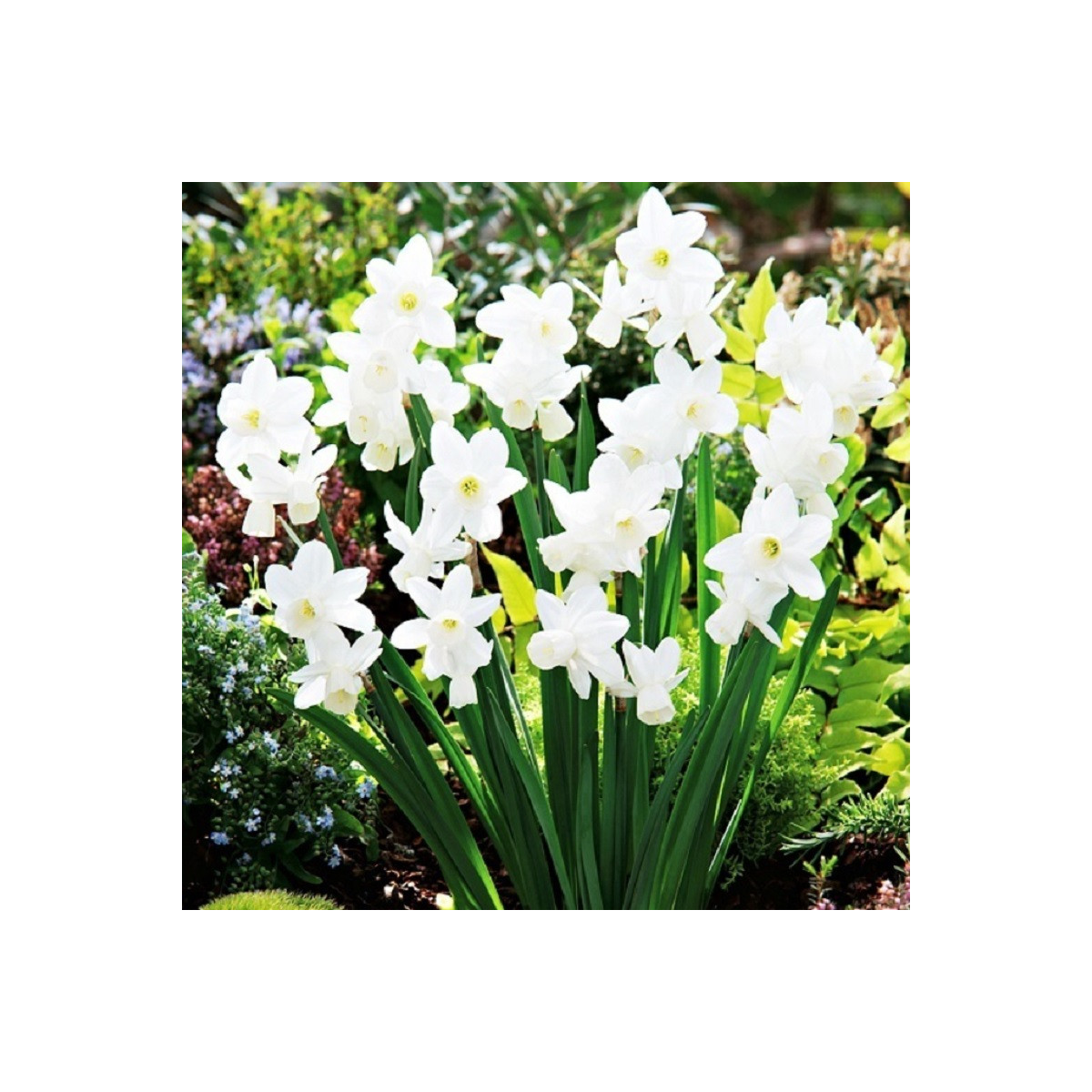 Narcis Silver Bouquet - Narcissus - prodej cibulovin - 3 ks