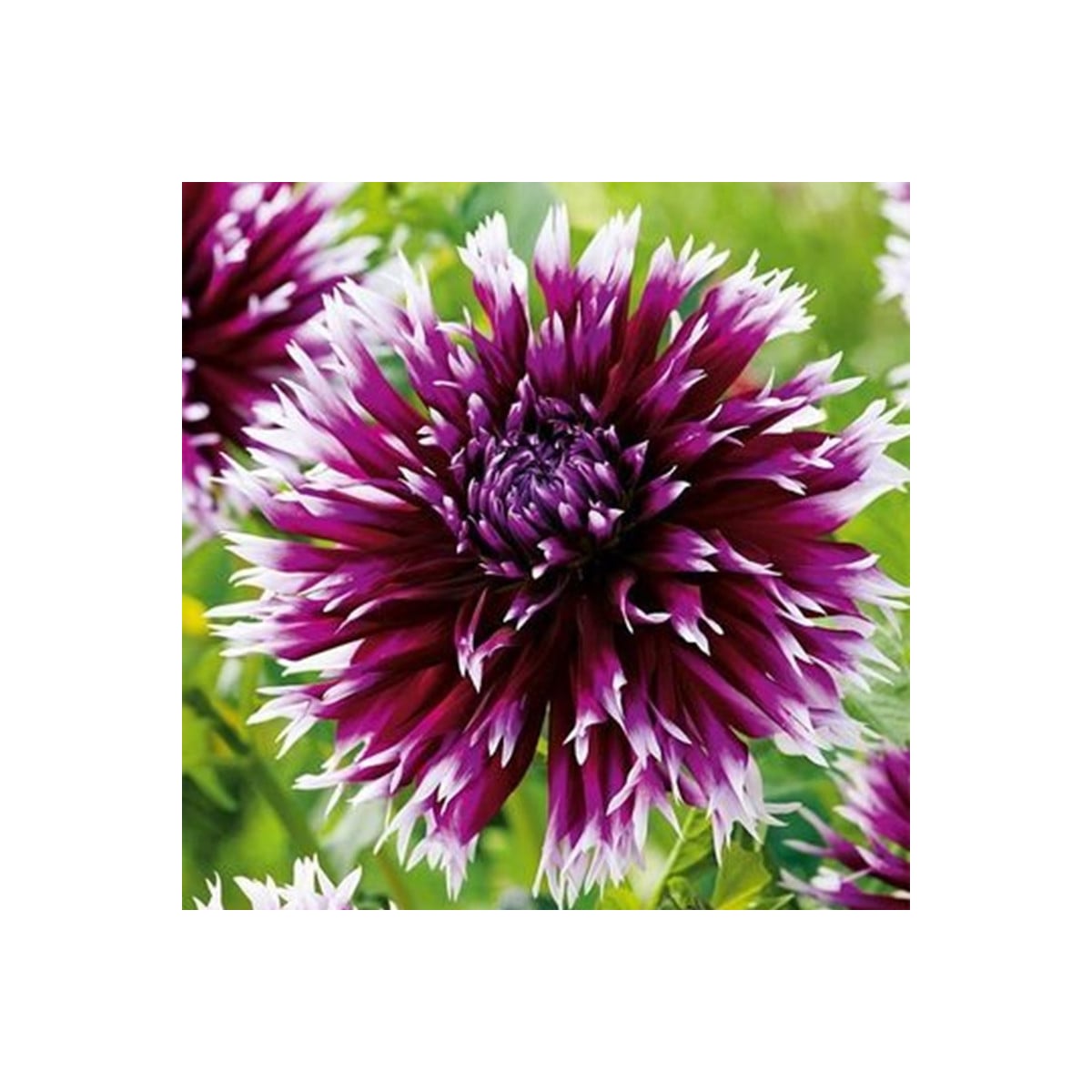 Jiřinka Alaune Clair-Obscur - Dahlia - prodej cibulovin - 1 ks