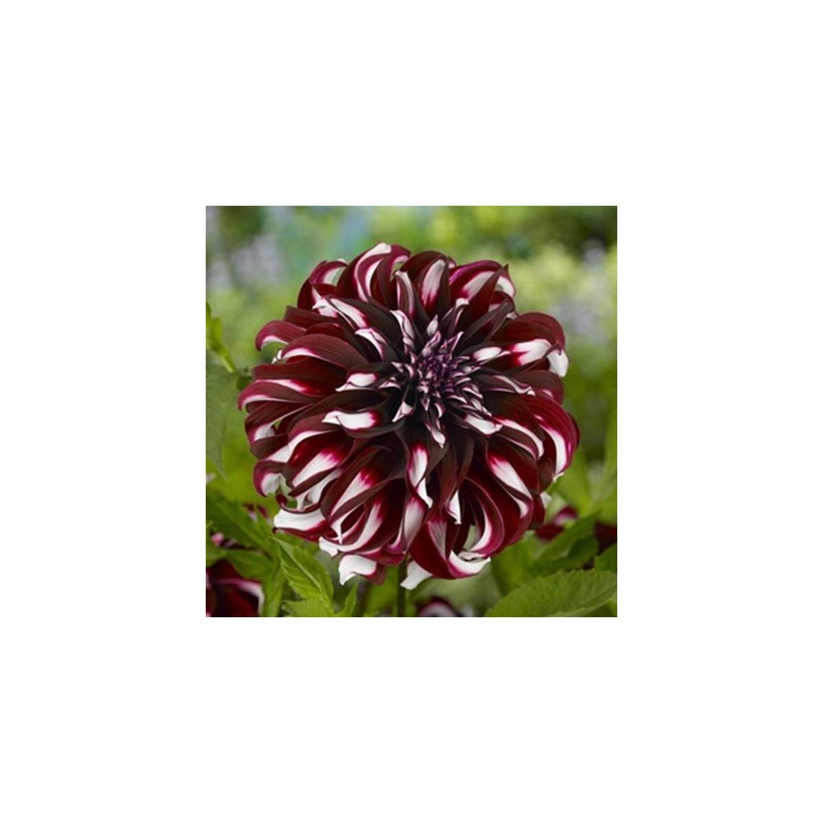 Jiřinka Tartan - Dahlia - prodej cibulovin - 1 ks