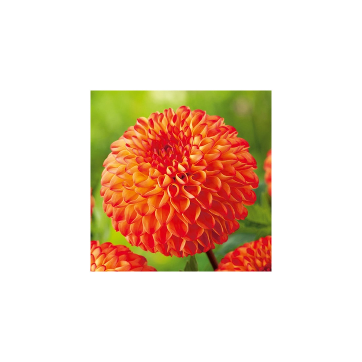 Jiřinka Mirella - Dahlia - prodej cibulovin - 1 ks