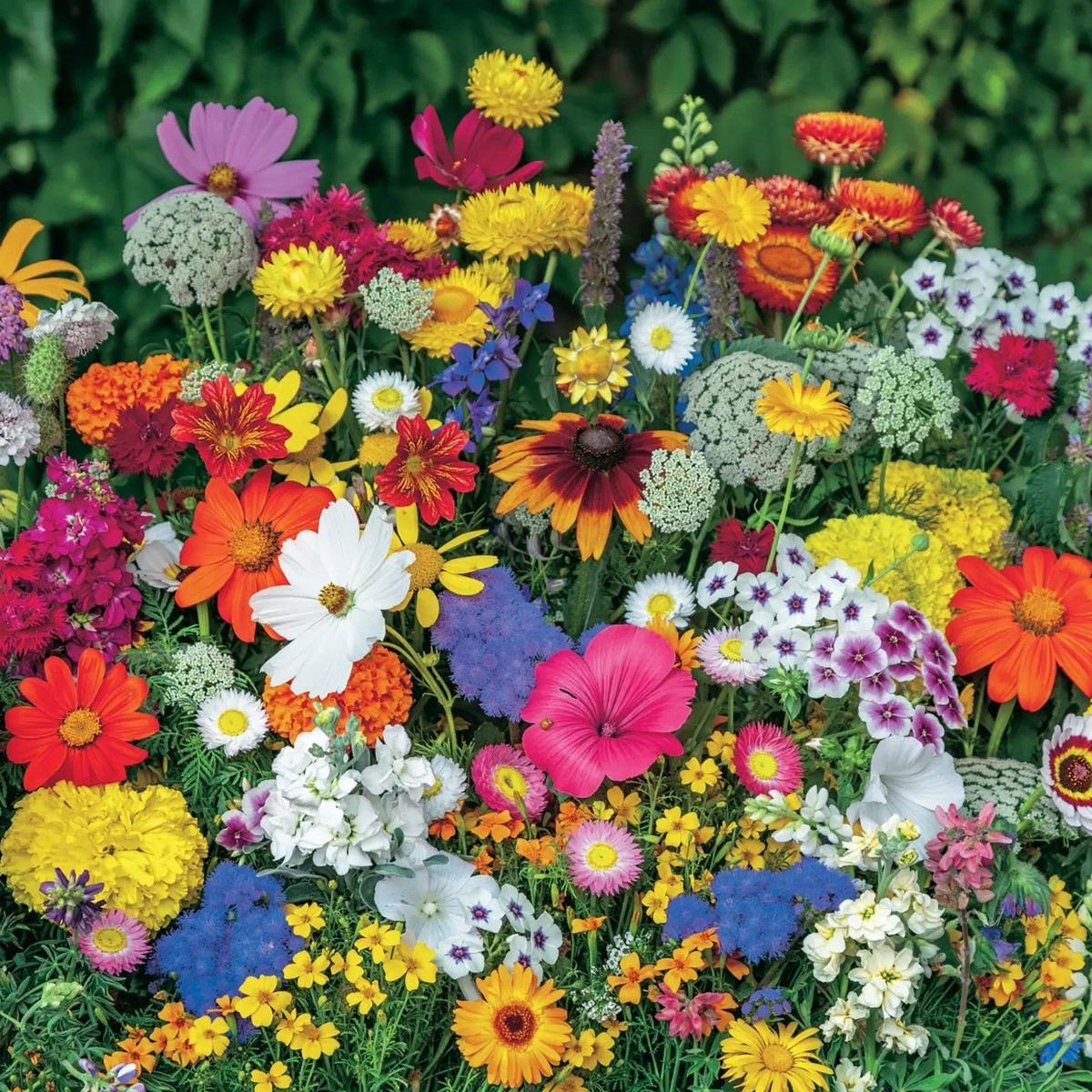 Směs pro chalupářské záhony - prodej výsevních pásků - 15x150 cm