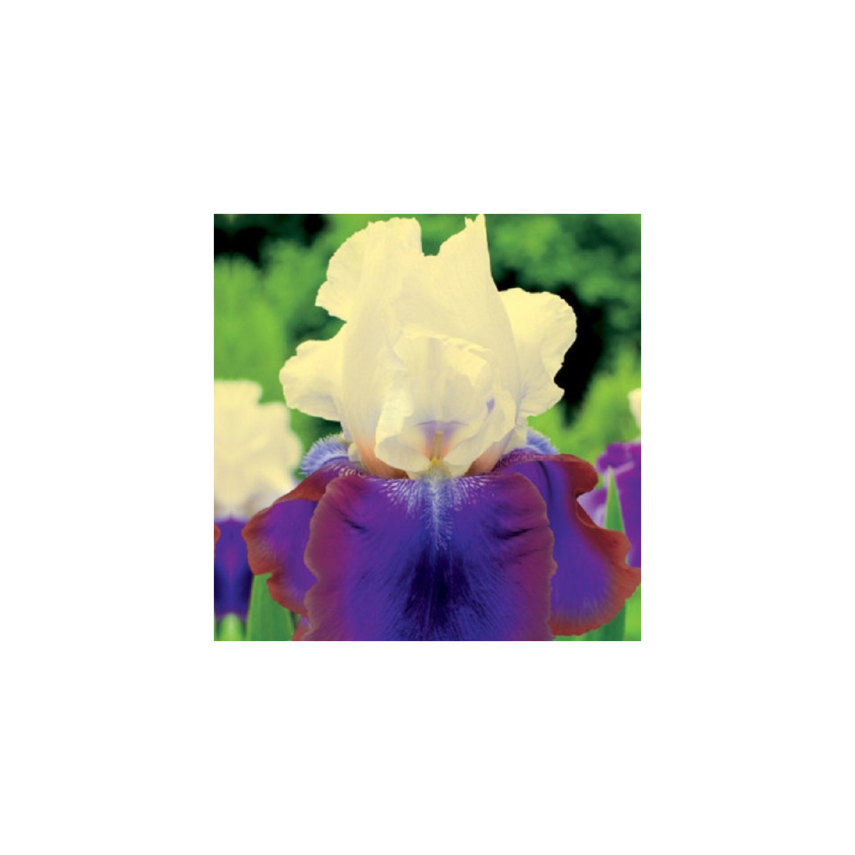 Kosatec německý Burgermeister - Iris germanica - prodej hlíz - 1 ks