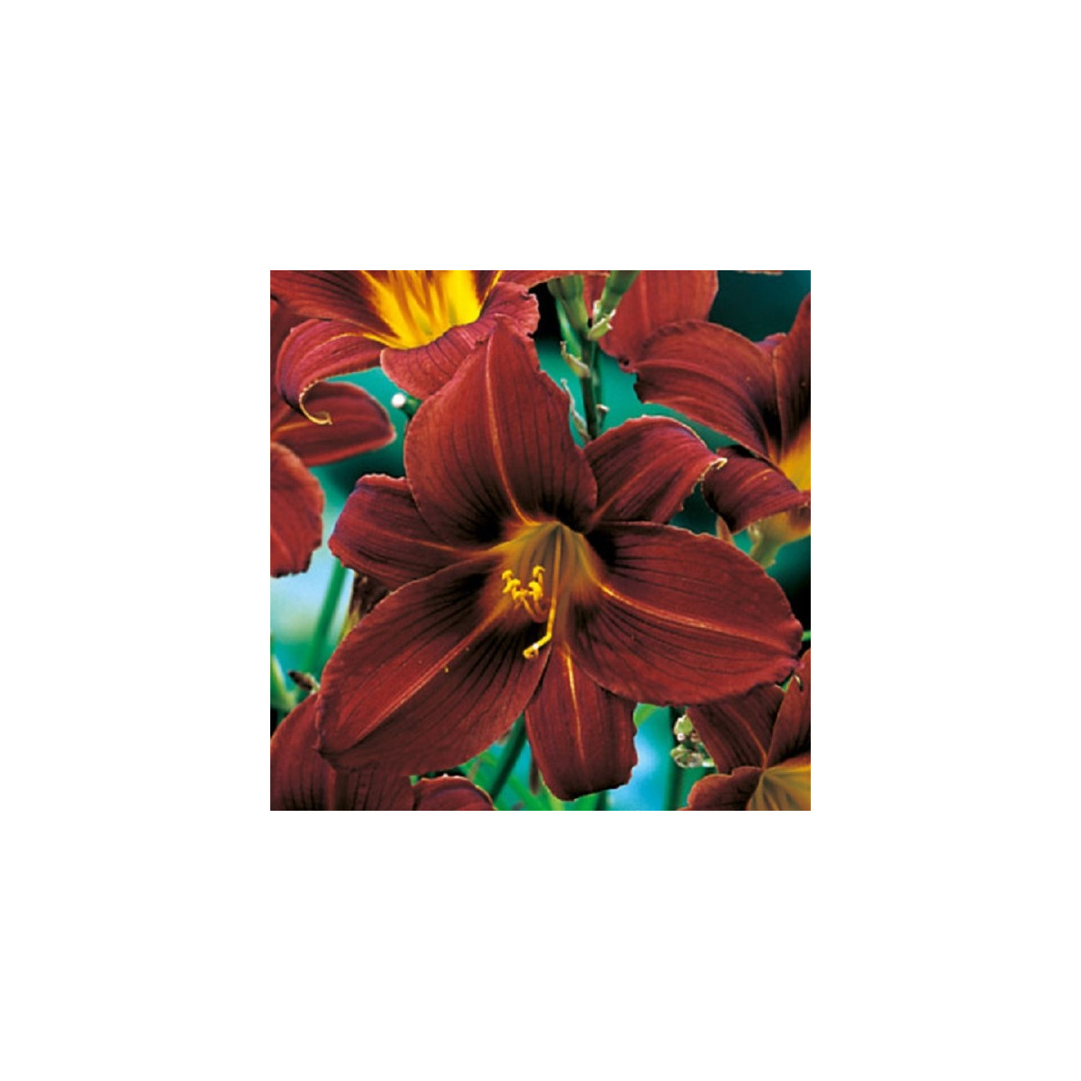 Denivka Black Prince - Hemerocallis - prodej cibulovin - 1 ks