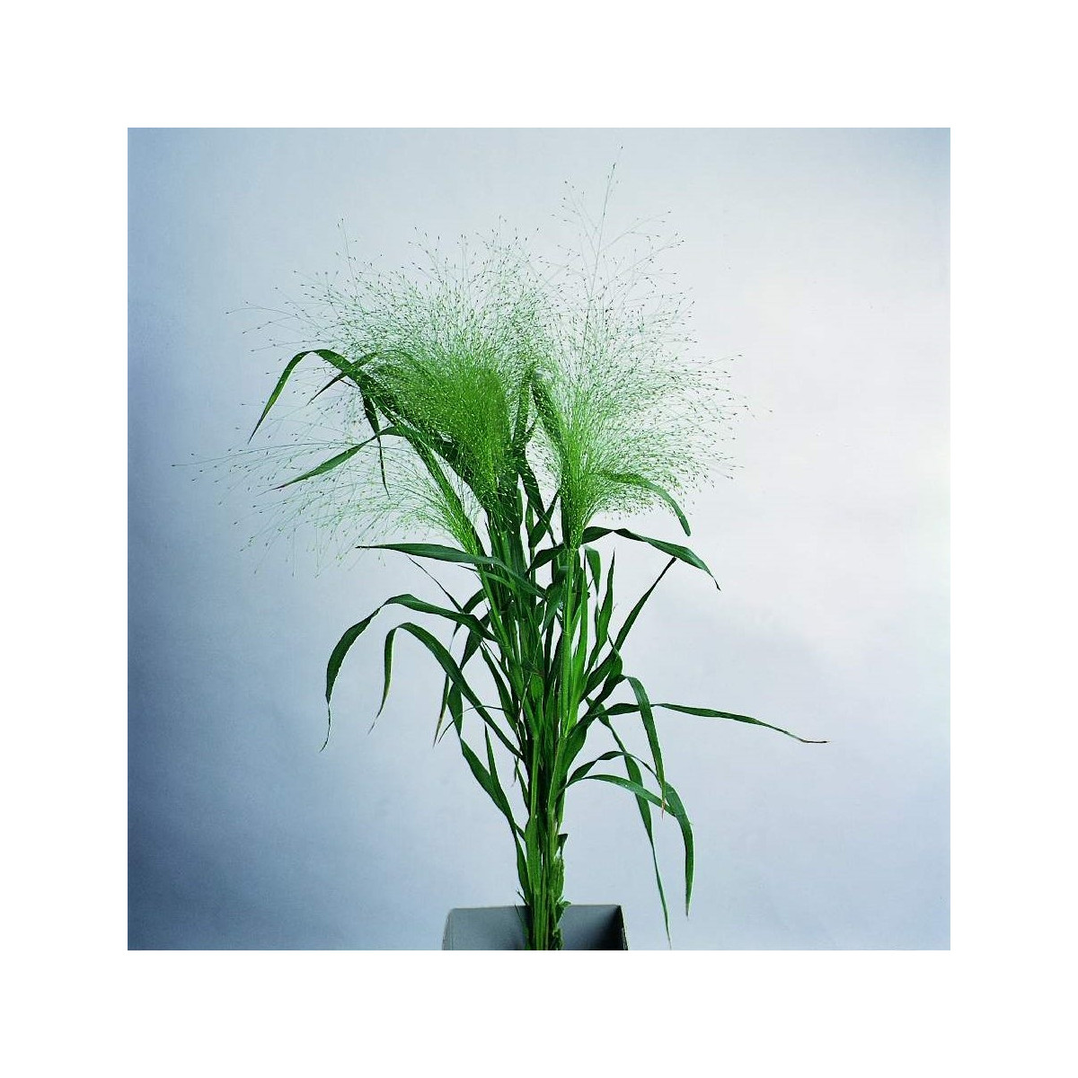 Proso prutnaté Fontaine - Panicum virgatum - prodej semen - 50 ks