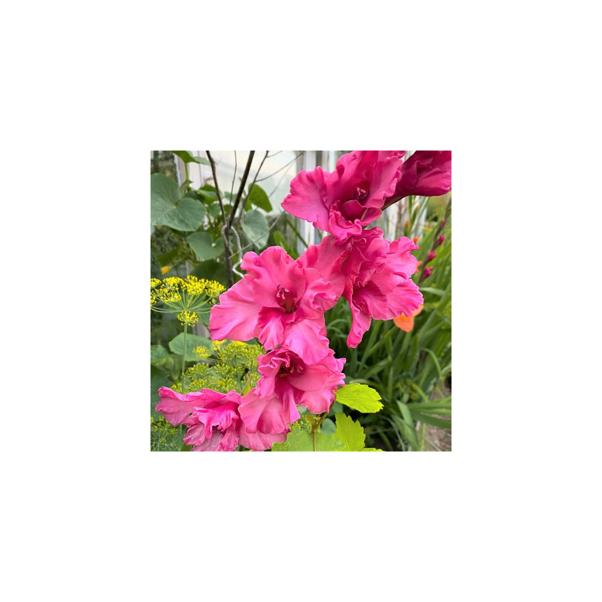 Gladiol Kingston Ruffle - Gladiolus - prodej cibulovin - 3 ks