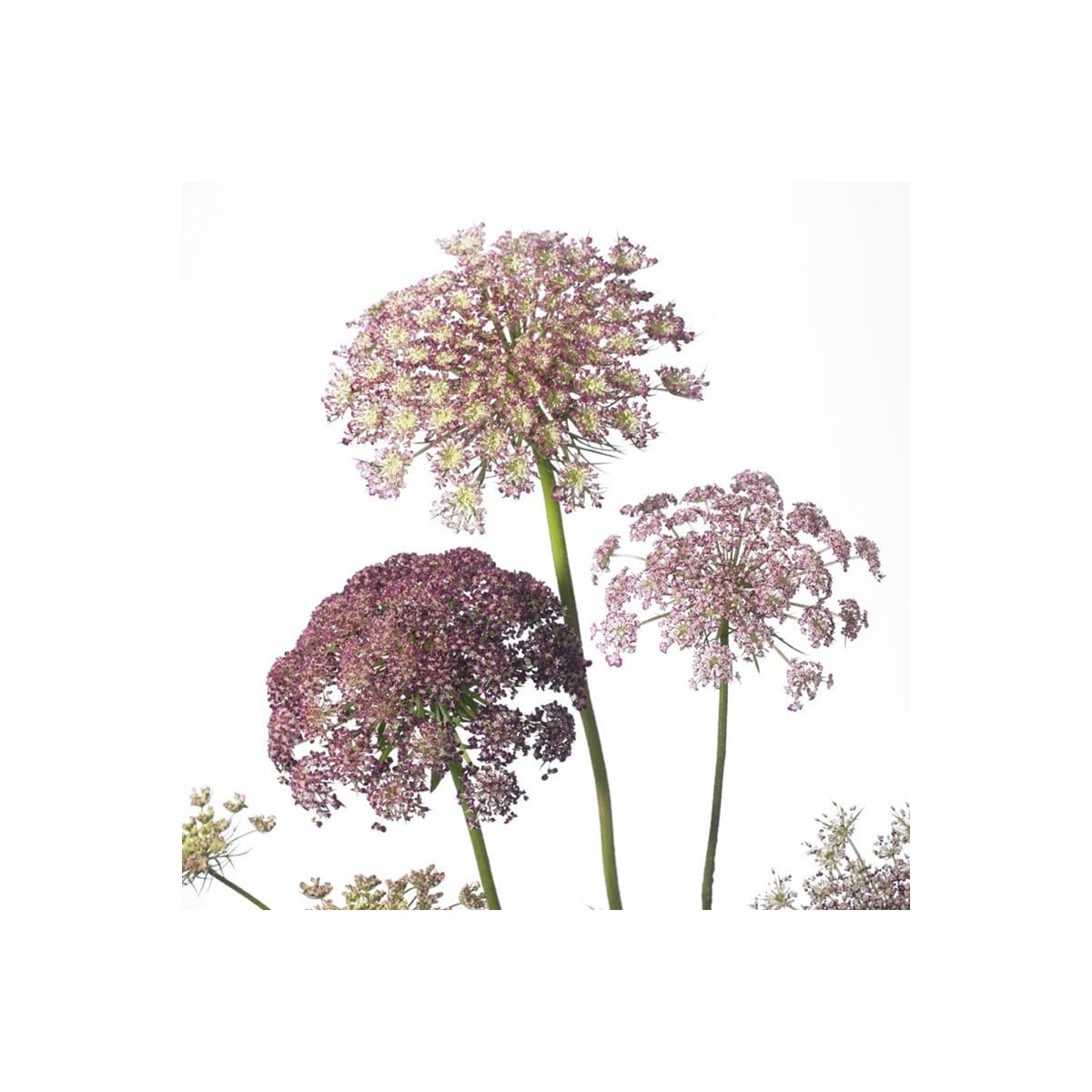 Okrasná mrkev Dara - Daucus carota - prodej semen - 20 ks