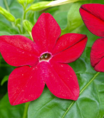 Tabák Saratoga červený F1 - Nicotiana x alata - prodej semen - 30 ks
