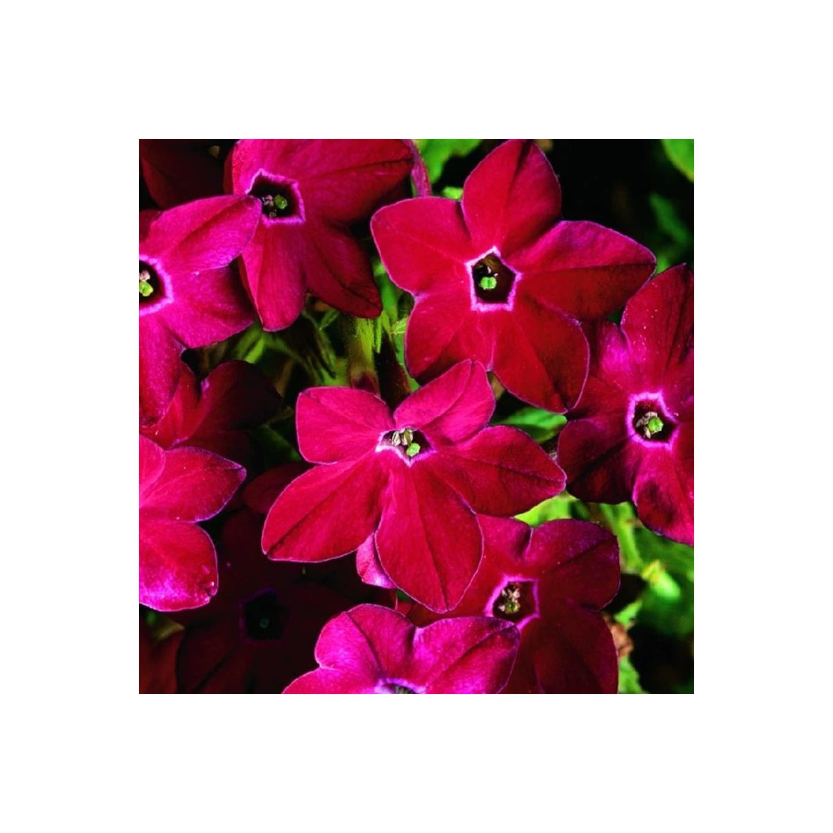 Tabák Saratoga červený F1 - Nicotiana x alata - prodej semen - 30 ks