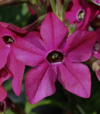 Tabák Saratoga růžový F1 - Nicotiana alata - prodej semen - 30 ks