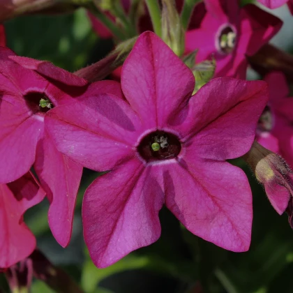 Tabák Saratoga růžový F1 - Nicotiana alata - prodej semen - 30 ks