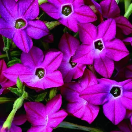 Tabák Saratoga růžový F1 - Nicotiana alata - prodej semen - 30 ks