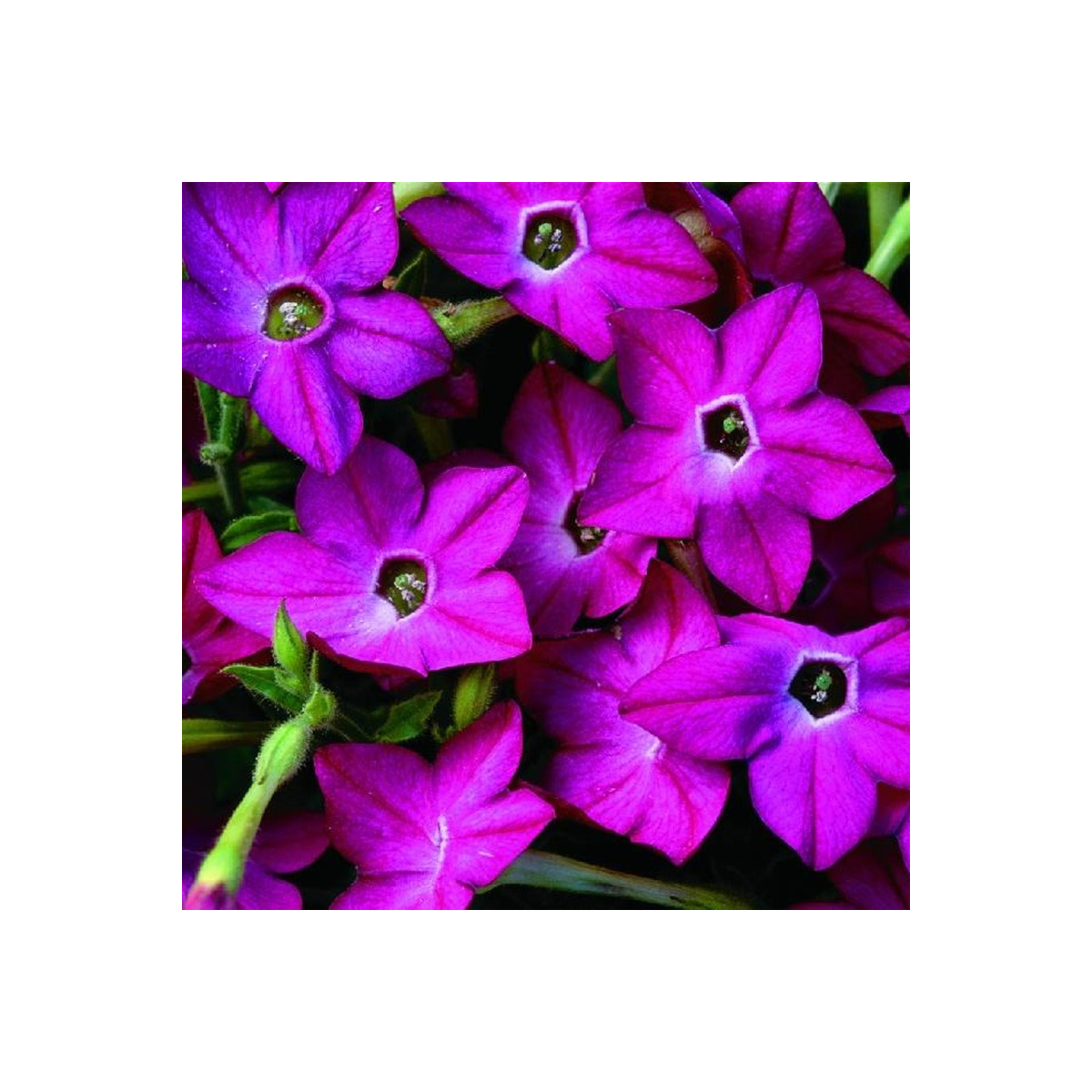 Tabák Saratoga růžový F1 - Nicotiana alata - prodej semen - 30 ks