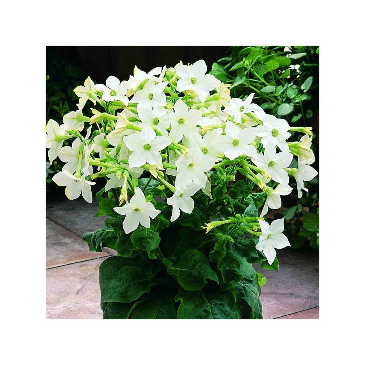Tabák Saratoga bílý F1 - Nicotiana x alata - prodej semen - 30 ks