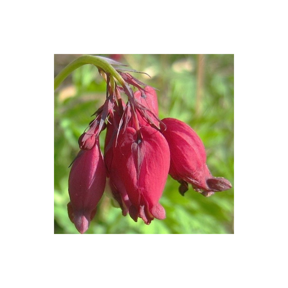Srdcovka Bacchannal - Dicentra formosa - prodej cibulovin - 1 ks