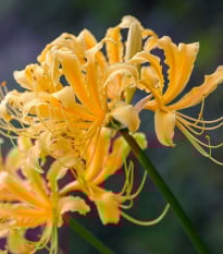 Pavoučí lilie - Lycoris aurea - prodej cibulovin - 1 ks