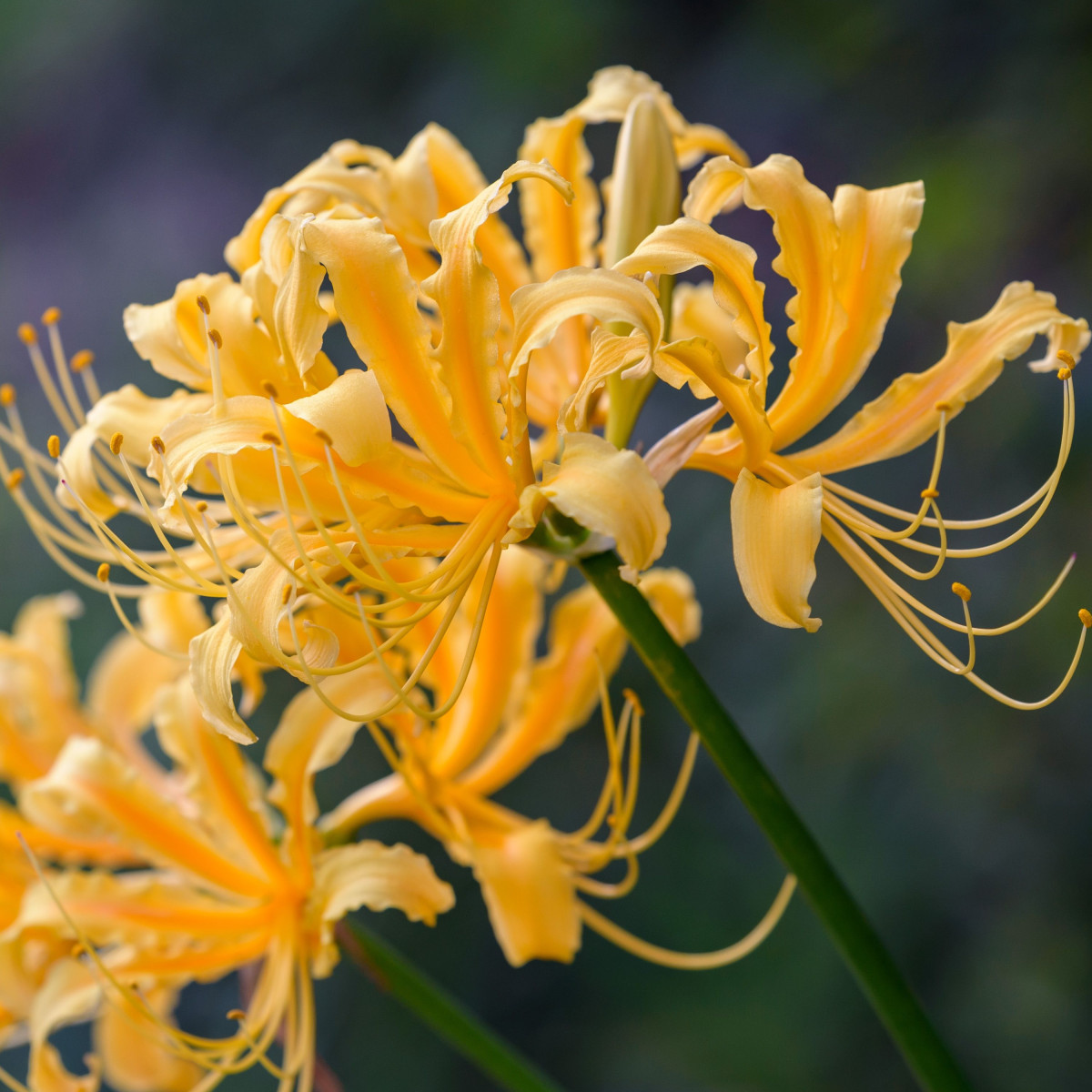 Pavoučí lilie - Lycoris aurea - prodej cibulovin - 1 ks