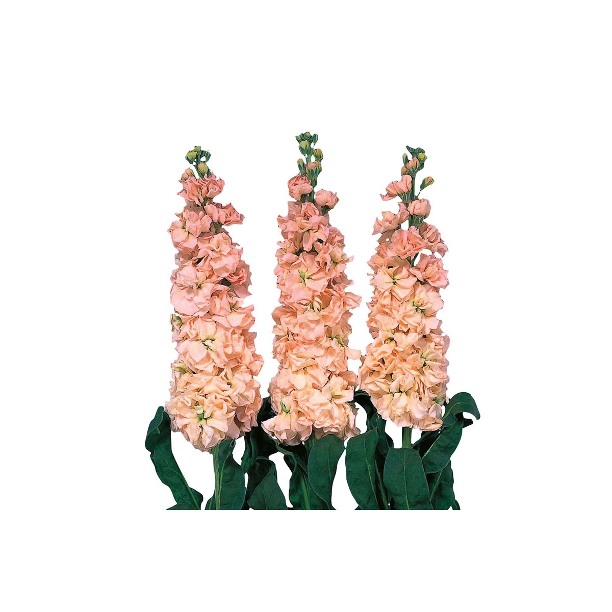 Fiala Iron Appricot - Matthiola incana - prodej semen - 40 ks