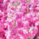 Fiala Iron Rose Pink - Matthiola incana - prodej semen - 40 ks