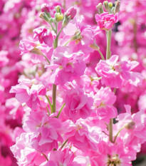 Fiala Iron Rose Pink - Matthiola incana - prodej semen - 40 ks