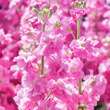 Fiala Iron Rose Pink - Matthiola incana - prodej semen - 40 ks