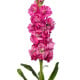 Fiala Iron Rose Pink - Matthiola incana - prodej semen - 40 ks