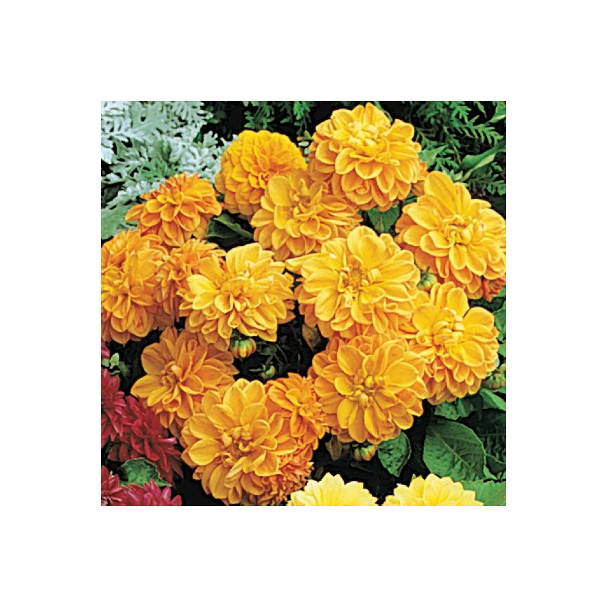 Jiřinka proměnlivá Figaro Orange shades - Dahlia variabilis - prodej semen - 20 ks