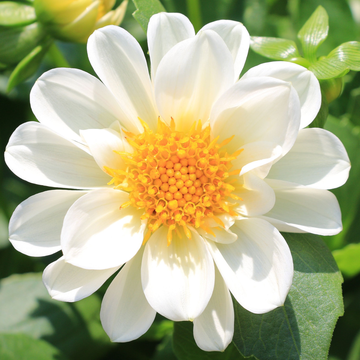 Jiřinka proměnlivá Figaro bílá - Dahlia variabilis - prodej semen - 20 ks
