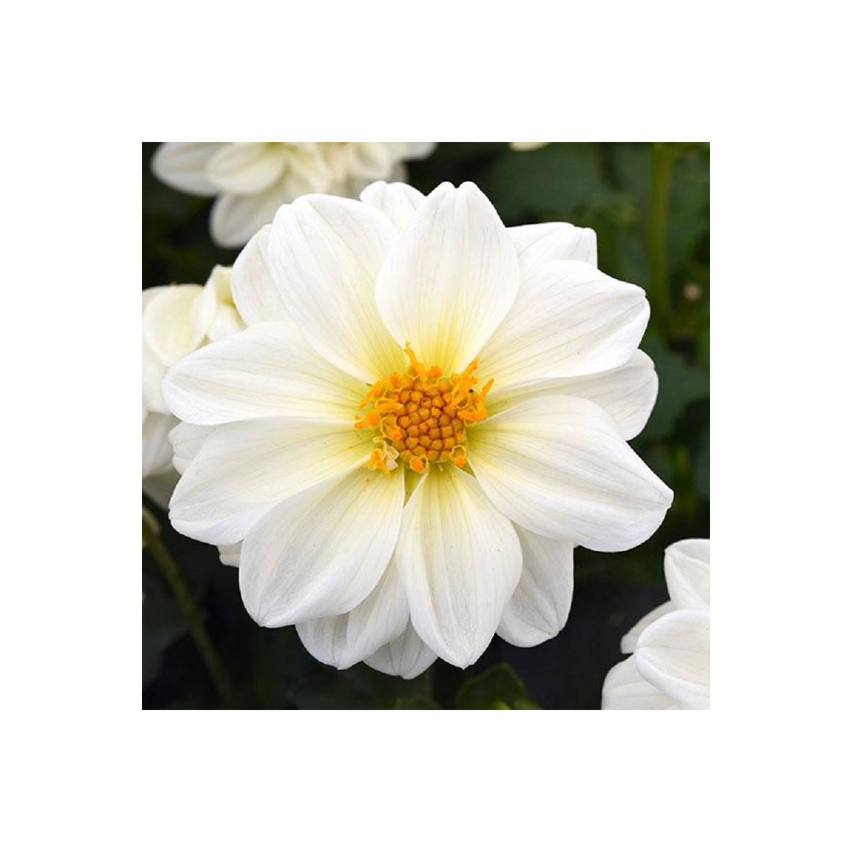 Jiřinka proměnlivá Figaro bílá - Dahlia variabilis - prodej semen - 20 ks