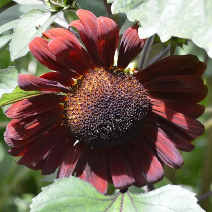 Slunečnice roční Claret - Helianthus annuus - prodej semen - 10 ks