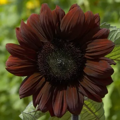 Slunečnice roční Claret - Helianthus annuus - prodej semen - 10 ks