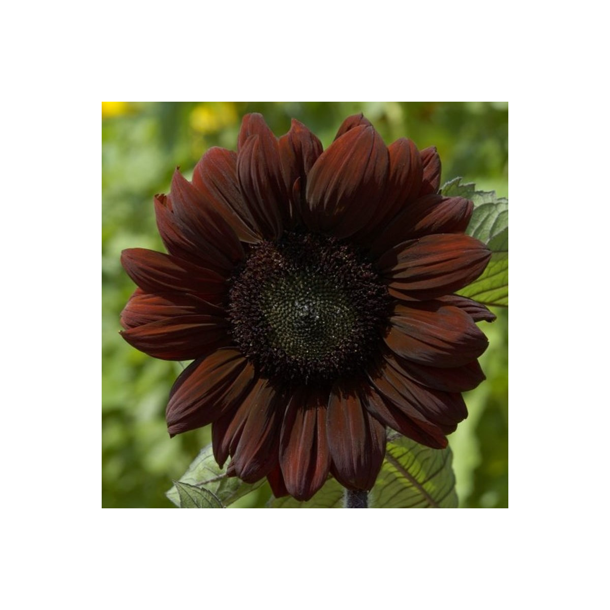 Slunečnice roční Claret - Helianthus annuus - prodej semen - 10 ks