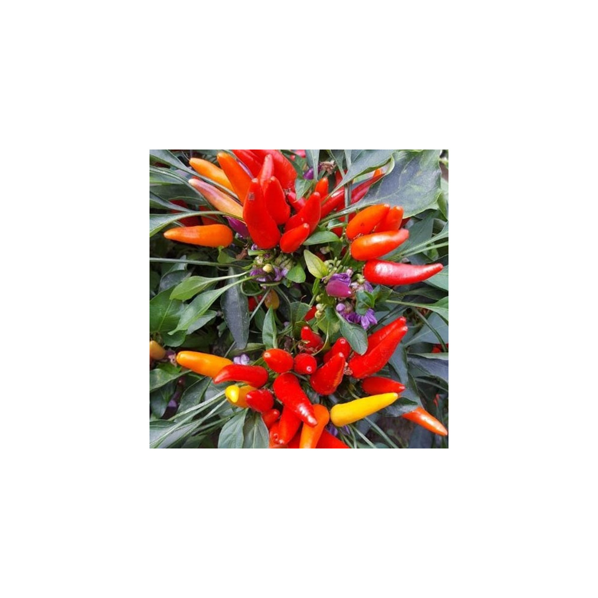 Chilli Rainbow fire - Capsicum frutescens - prodej semen - 6 ks