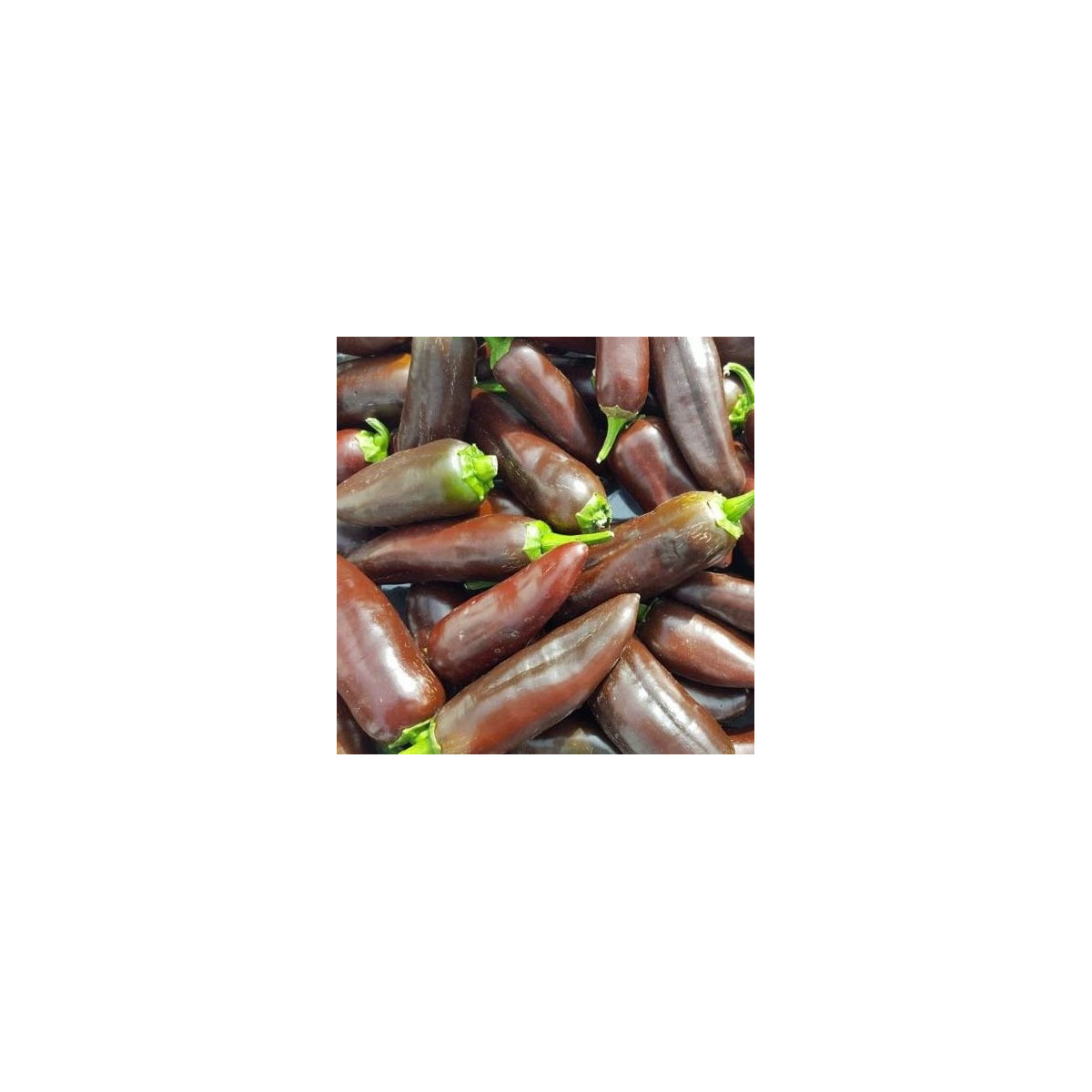Chilli Jalapeno Brown - Capsicum annuum - prodej semen - 5 ks
