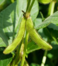 BIO Sója Tofu - Glycine max - prodej bio semen - 50 ks