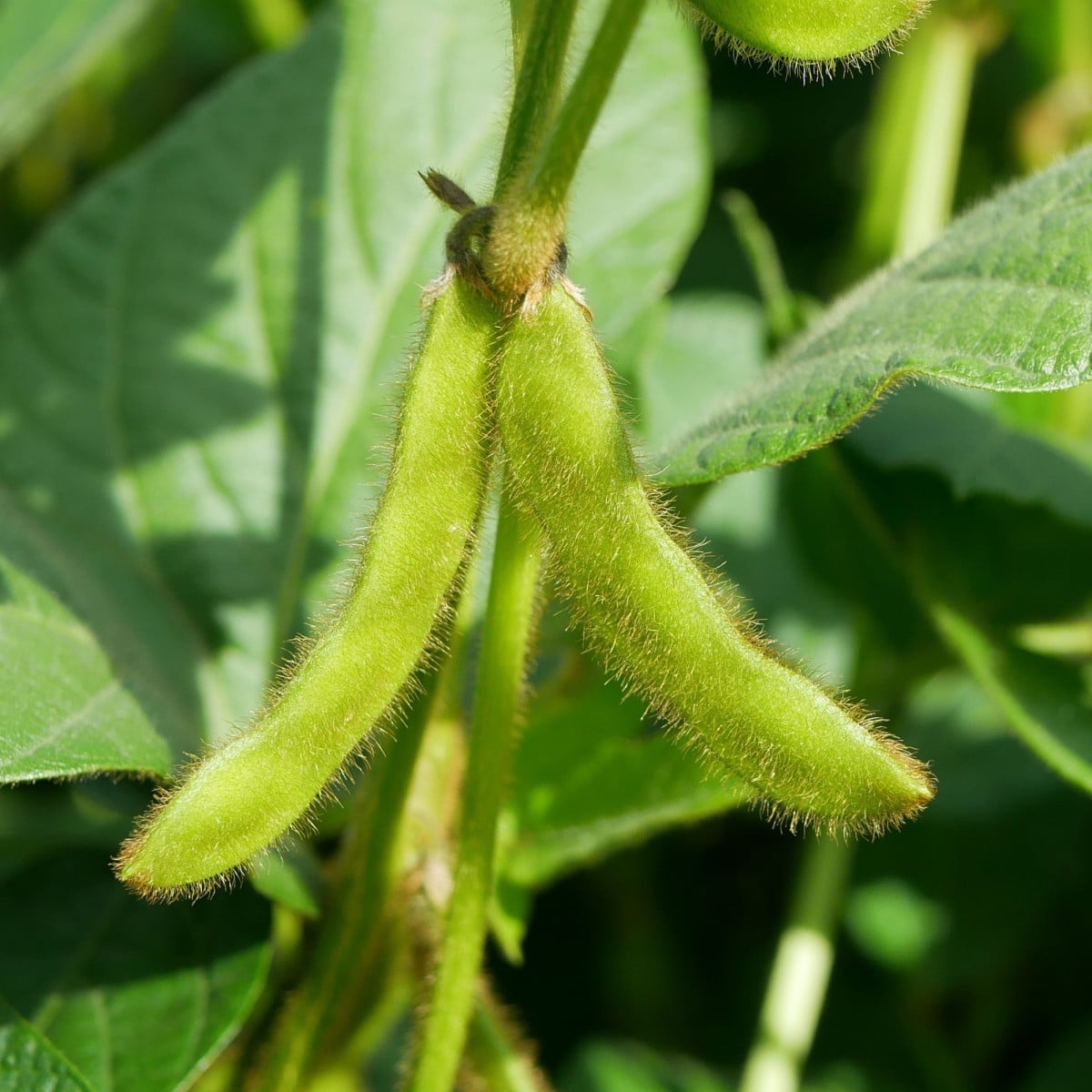 BIO Sója Tofu - Glycine max - prodej bio semen - 50 ks