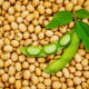 BIO Sója Tofu - Glycine max - prodej bio semen - 50 ks