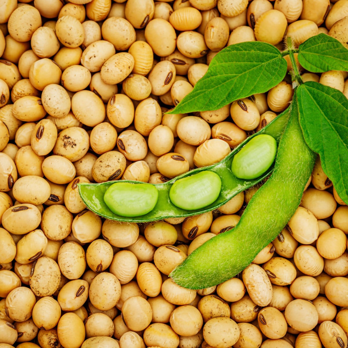 BIO Sója Tofu - Glycine max - prodej bio semen - 50 ks